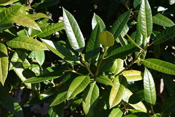 Ilex latifolia ( Tarajo holly ) tree. Aquifoliaceae tree.
In Japan, it is designated as the "Post office tree'' because it is possible to write by scratching the underside of the leaves.