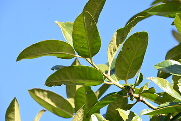 Ilex latifolia ( Tarajo holly ) tree. Aquifoliaceae tree.
In Japan, it is designated as the 