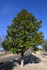 Ilex latifolia ( Tarajo holly ) tree. Aquifoliaceae tree.
In Japan, it is designated as the 
