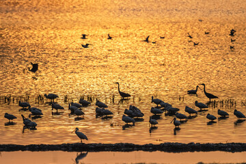 migratory birds scene in dusk lake