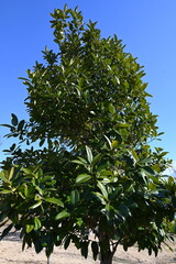 Fototapeta na wymiar Ilex latifolia ( Tarajo holly ) tree. Aquifoliaceae tree. In Japan, it is designated as the 