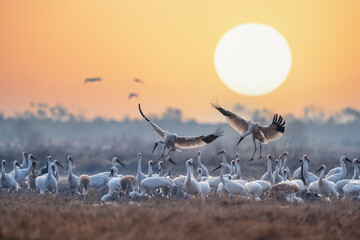 flock of white cranes under the morning sun