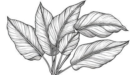 Calathea striped leaf outline floral hand drawn sketch