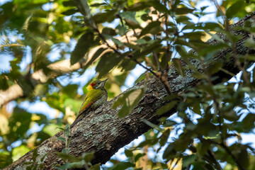 Lesser yellownape or Picus chlorolophus woodpecker bird perched on branch in natural scenic background at foothills of himalaya forest uttarakhand india asia - 750478530