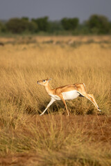 wild female blackbuck or antilope cervicapra or Indian antelope running in grassland of velavadar national park gujrat india asia - 750479361
