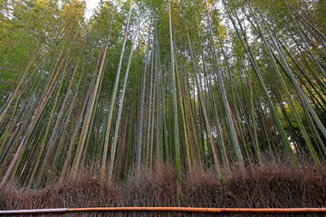 Arashiyama Bamboo Forest, a popular path with forest of bamboo at Sagaogurayama Tabuchiyamacho, Ukyo, Kyoto, Japan