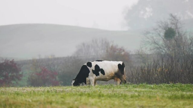 Beautiful Cow graze on field with green grass, eating for making milk with foggy mystic background in hilly area, cinematic look. Cowshed. grazing, udder. Milk's farm