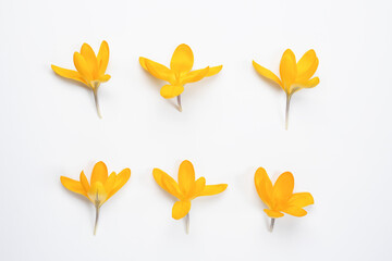 Flat lay composition with spring flowers, yellow crocus on a white background. Top view, flat lay....