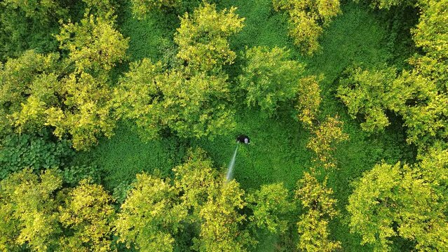 spray pesticide, pest, pests aerial drone  spray fumigation Industrial chemical agriculture. Man spraying pesticides, pesticide, insecticides on fruit lemon growing plantation. Man in mask fumigating.