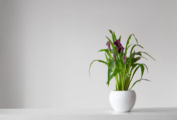 purple calla flower in flowerpot on white background