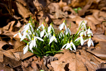 first spring white snowdrops in the garden in autumn leaves on sunny day