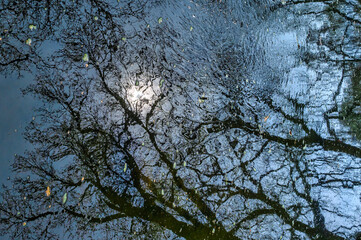 Silhouettes of trees reflected on the water of a pond