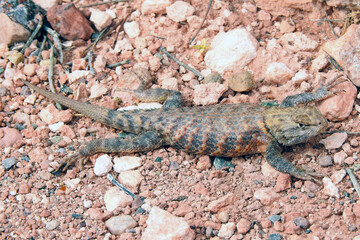 Spiny Lizards, Gooseneck State Park, Utah, United States
