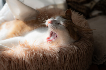 眠そうな猫の表情　茶トラ白