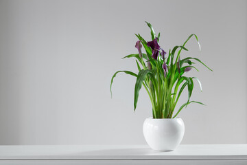 purple calla flower in flowerpot on white background