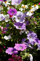 Lila Blühende Primeln in einem Blumenbeet, Closeup, Deutschland