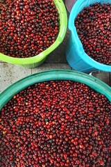 Fresh coffee bean in basket