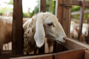 A close up of a sheep standing in a pen with a fence in the background