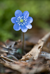 Blue spring herb flower Trilobed liverwort Hepatica Nobilis