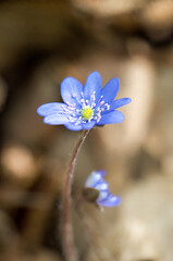 Blue spring herb flower Trilobed liverwort Hepatica Nobilis