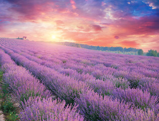 Lavender field summer sunset landscape near Valensole.Provence,France. High quality photo
