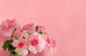 Bouquet of pink rose flowers on pink background for congratulations 