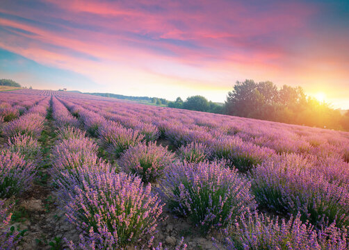 Lavender field summer sunset landscape near Valensole.Provence,France. High quality photo
