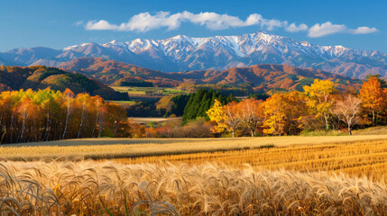 Harvest of winter wheats scenery of Biei Hokkaido