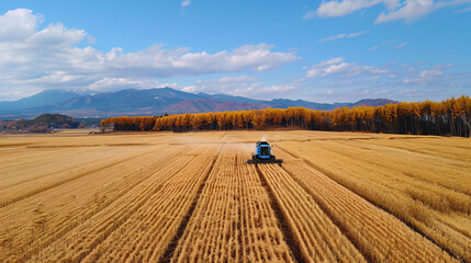 Harvest of winter wheats scenery of Biei Hokkaido - obrazy, fototapety, plakaty
