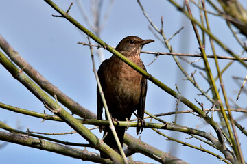 Ein Amselweibchen sitzt auf den kahlen Ästern (Großaufnahme)