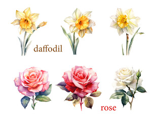 Garden flower set, watercolor of Daffodil and Rose.  - 750493920