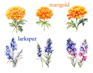 Garden flower set, watercolor of Larkspur and Marigold.  - 750493924