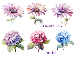 Garden flower set, watercolor of  African Daisy and Hortensia.  - 750493935