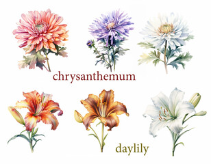Garden flower set, watercolor of Chrysanthemum and Daylily - 750493938