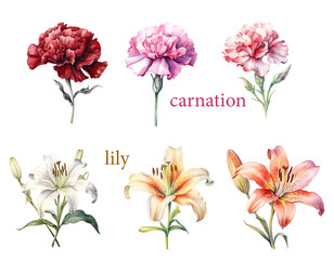 Garden flower set, watercolor of Carnation and Lily.  - 750493942