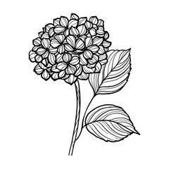 hand drawn hydrangea flower