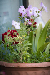 pink flowers in a pot