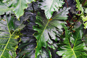 tropikalne liście - obrazy, fototapety, plakaty