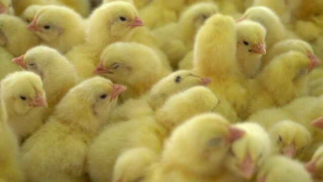 yellow small chicks in hatchery