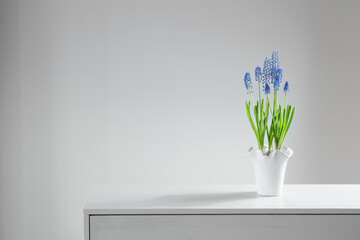 blue  muscari flower on white background