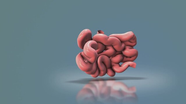 The small bowel or small intestine