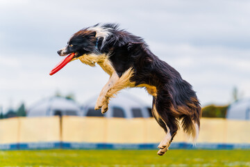 Dog catching a disk in the air. Dog jumping in the air. Dog running in the grass