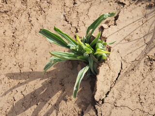 Plant breaking through the layer of dry mud and blooming.