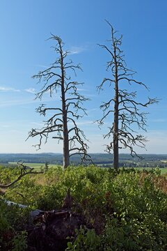 View of two dried pine trees without bark against sky on top of Hakoinen Castlehill in summer, Hakoinen, Janakkala, Finland.