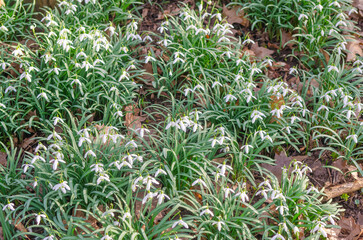 Snowdrop is a a widely cultivated bulbous European plant that bears drooping white flowers during...