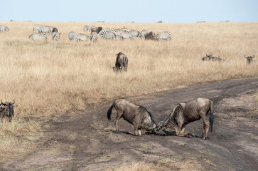 Fototapeta premium migration in the Masai Mara Kenya