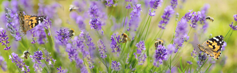 beautiful panoramic view on  scenic nature with honey bees and butterfly gathering  pollen in flowers of lavender in a garden