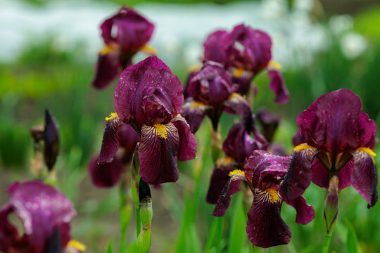 Purple irises bloom in the garden after rain with dew drops