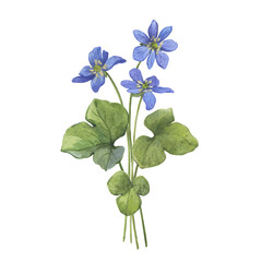 Bouquet with flowers of the blue Anemone hepatica (Hepatica nobilis, liverleaf, liverwort, kidneywort, pennywort). Watercolor hand drawn painting illustration isolated on a white background. - 750503957