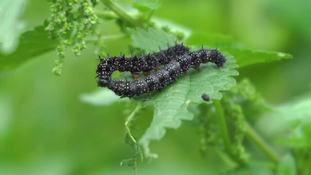 two caterpillars, a pair of black caterpillars kissing on leaves, a caterpillar that eats nettles